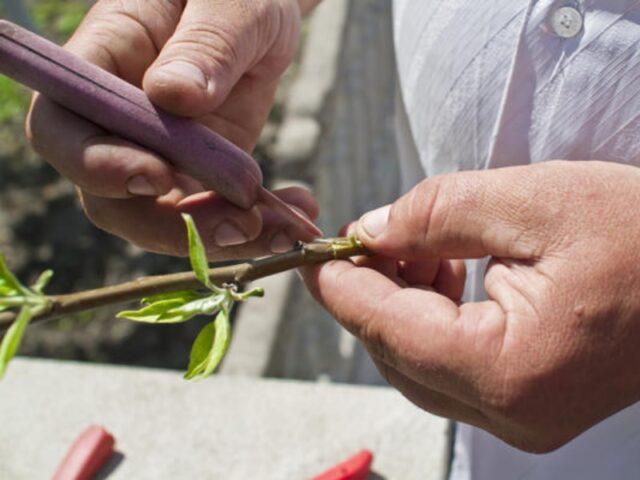 How does Japanese chaenomeles (quince) propagate by seeds and cuttings