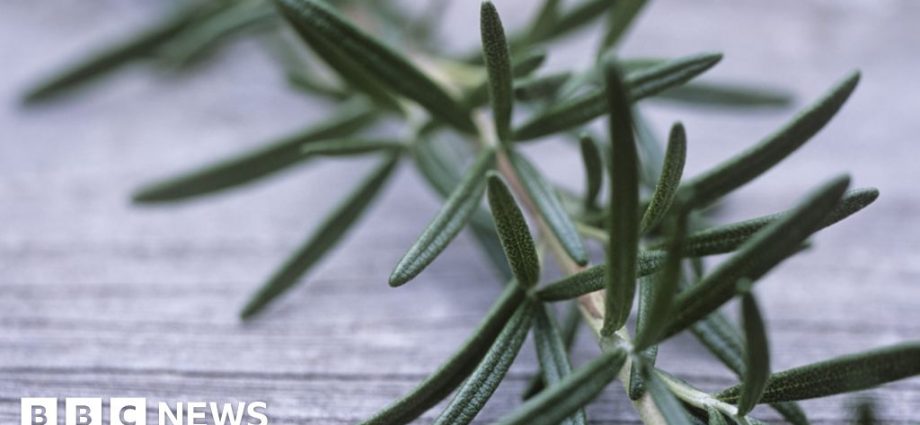 How does rosemary affect your well-being? A new discovery of scientists