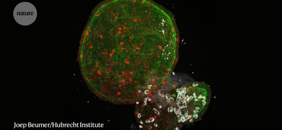 How does the coronavirus affect the lungs? Scientists checked it on living mini-lungs