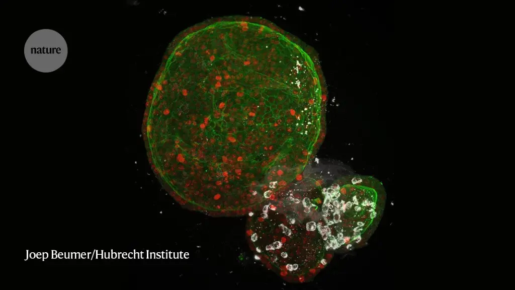 How does the coronavirus affect the lungs? Scientists checked it on living mini-lungs