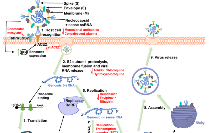 How does the coronavirus attack the body and &#8220;open the door&#8221; to infection?