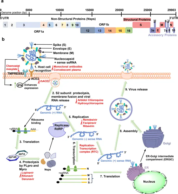 How does the coronavirus attack the body and &#8220;open the door&#8221; to infection?