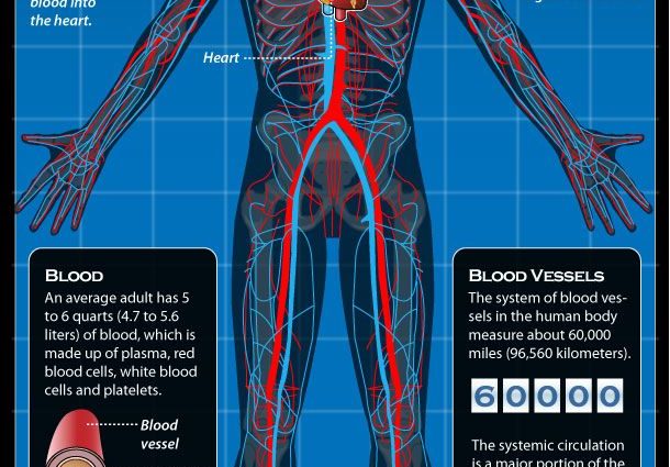 How does the human circulatory system work?