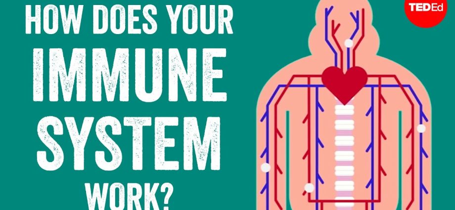 How does the immune system work?