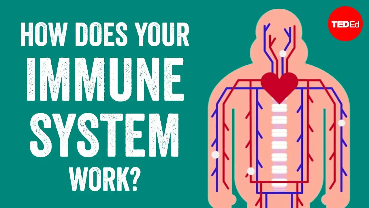 How does the immune system work?