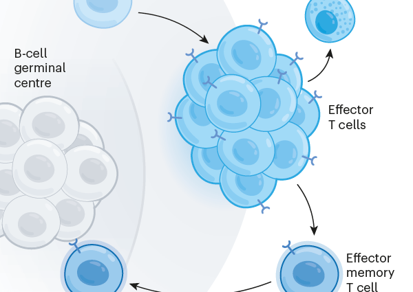 How does the third dose of the vaccine change our immunity to Omikron? A new study brings a lot of interesting information