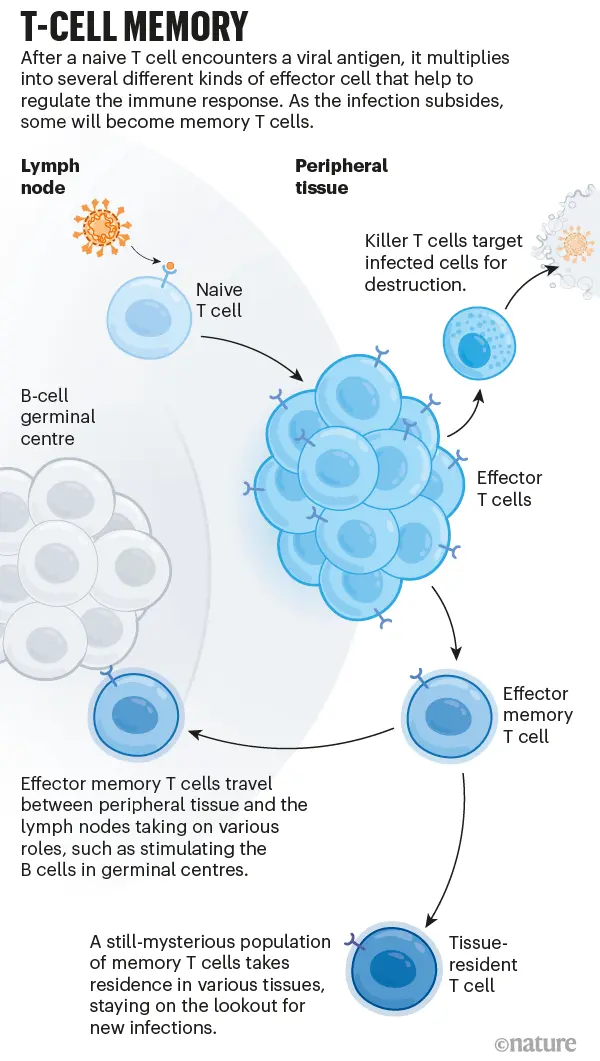 How does the third dose of the vaccine change our immunity to Omikron? A new study brings a lot of interesting information