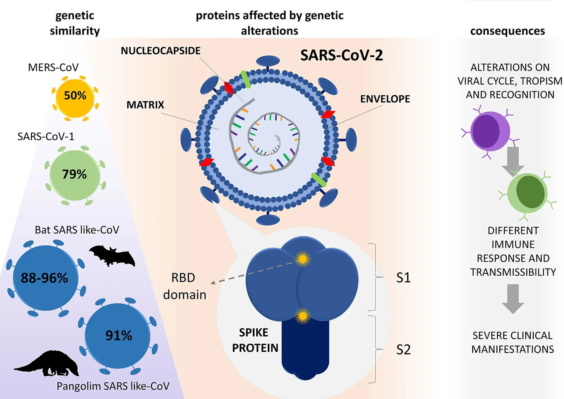 How does vitamin D deficiency affect COVID-19? A disturbing discovery from Israel