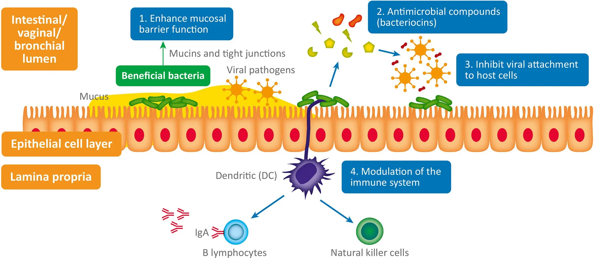 How does warming affect viruses and bacteria? An expert answers [EXPLAIN]