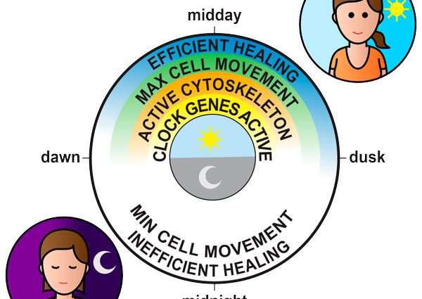 How fast do wounds heal? This is determined by the biological clock