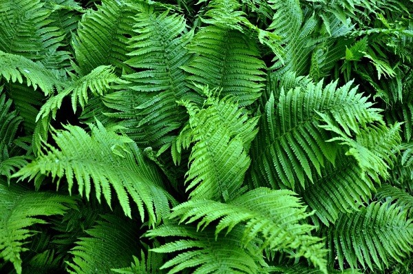 How ferns reproduce in nature and in the garden