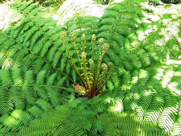 How ferns reproduce in nature and in the garden