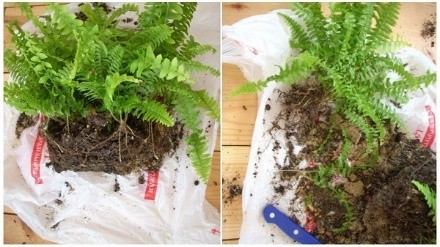 How ferns reproduce in nature and in the garden