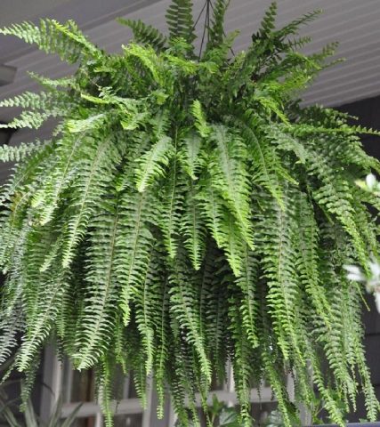 How ferns reproduce in nature and in the garden