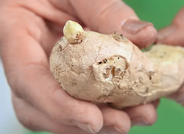 How ginger grows, as well as features of care and storage