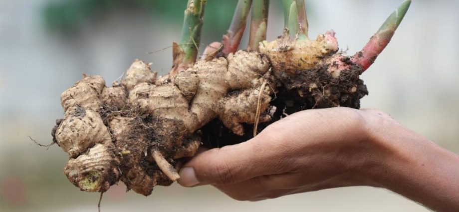 How ginger grows, as well as features of care and storage