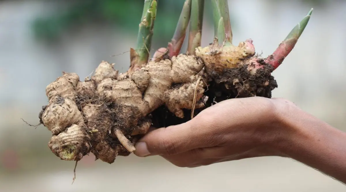 How ginger grows, as well as features of care and storage