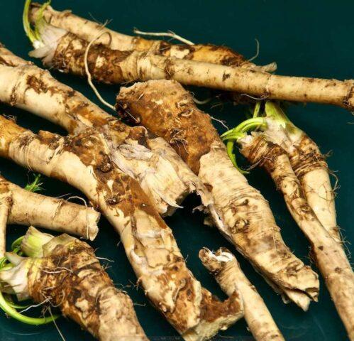 How horseradish affects the potency of a man