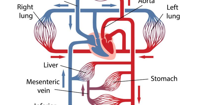 How is the human heart deciphered? «Pulse in the wrist identical to the heartbeat»