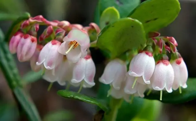 How lingonberries affect blood pressure