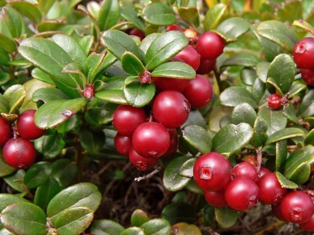 How lingonberries affect blood pressure