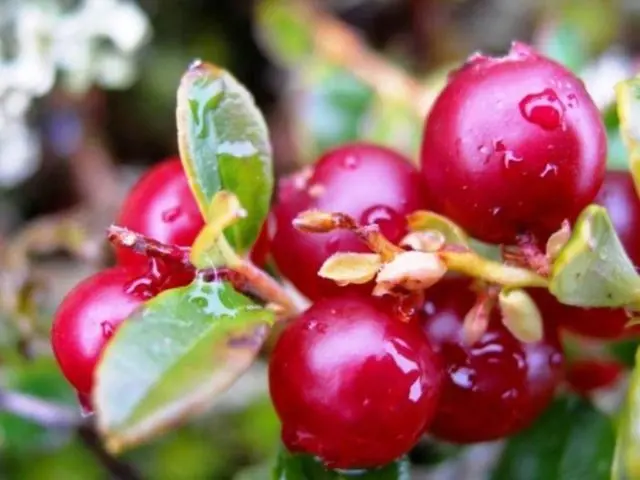 How lingonberries affect blood pressure