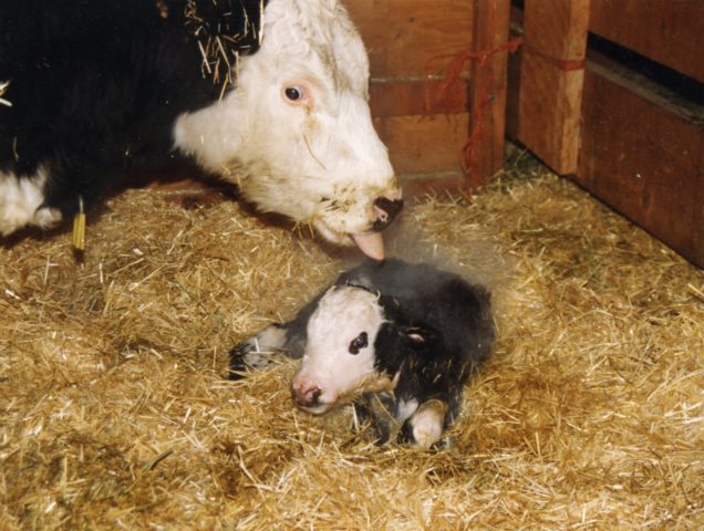 How long can you milk a cow after calving?