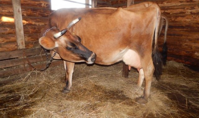 How long can you milk a cow after calving?