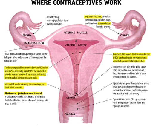 How long do contraceptive pills work?