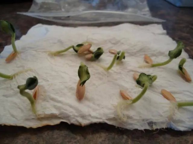 How long do cucumber seeds germinate