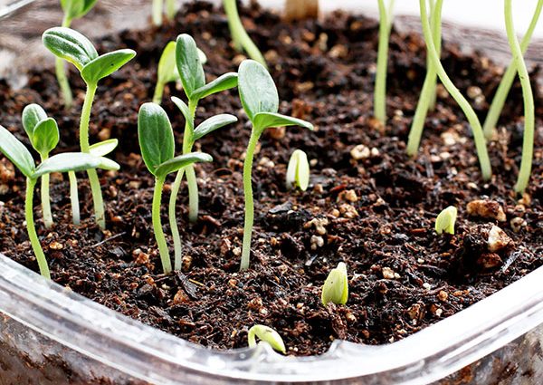 How long do cucumber seeds germinate