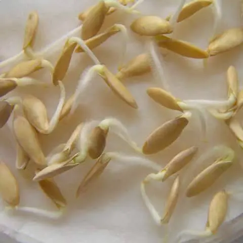 How long do cucumber seeds germinate