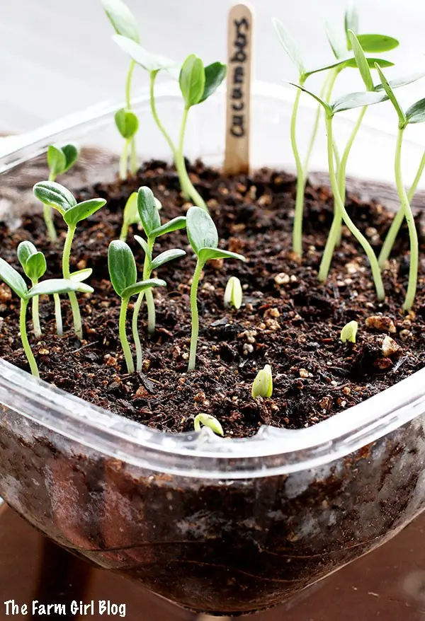 How long do cucumber seeds germinate