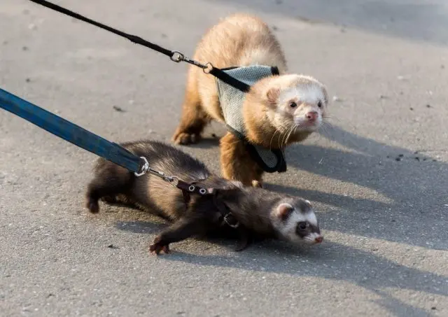 How long do ferrets live at home