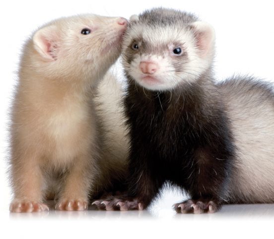 How long do ferrets live at home