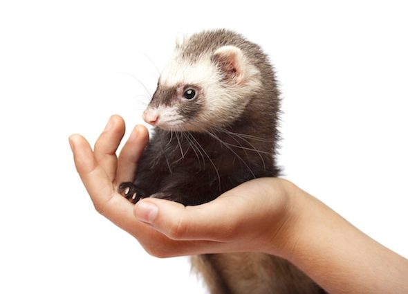 How long do ferrets live at home