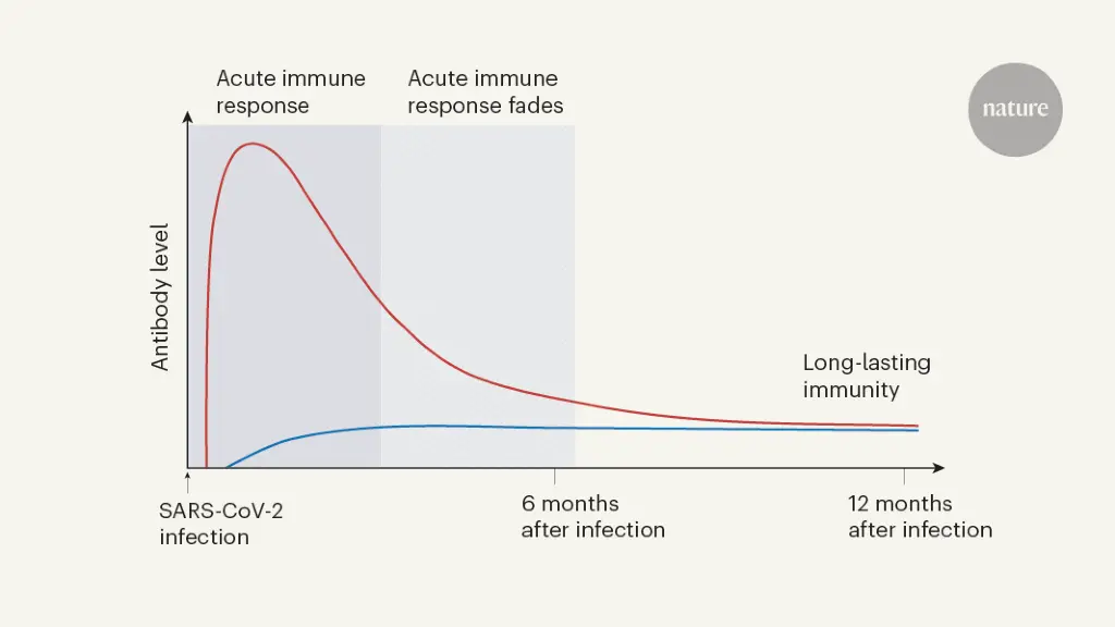 How long does immunity last after contracting COVID-19?