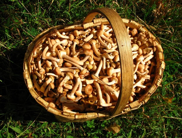 How long mushrooms are stored after harvesting: raw, boiled, pickled