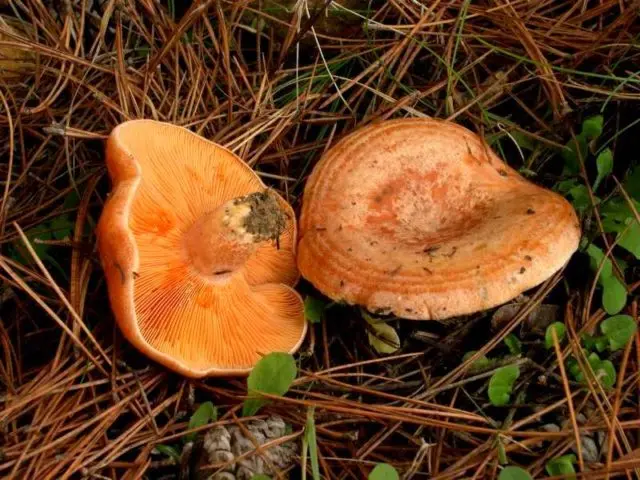 How long to cook mushrooms until tender