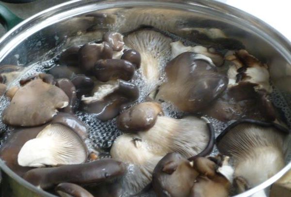 How long to cook oyster mushrooms until tender