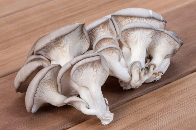 How long to cook oyster mushrooms until tender