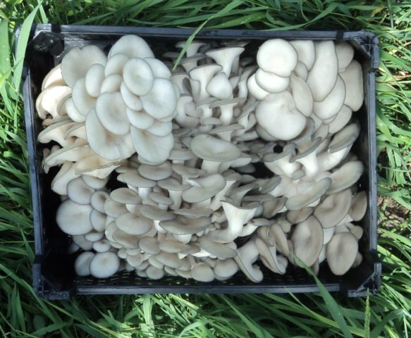 How long to cook oyster mushrooms until tender