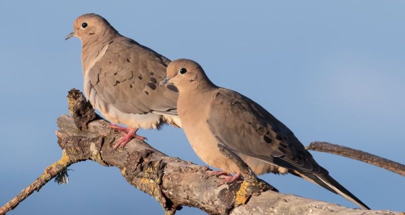 How many and where doves live