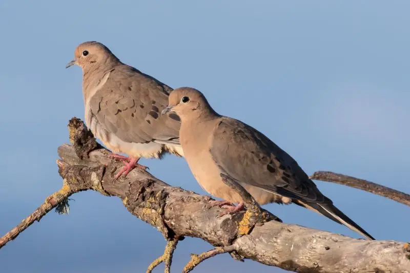 How many and where doves live