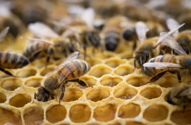 How many bees are in the hive