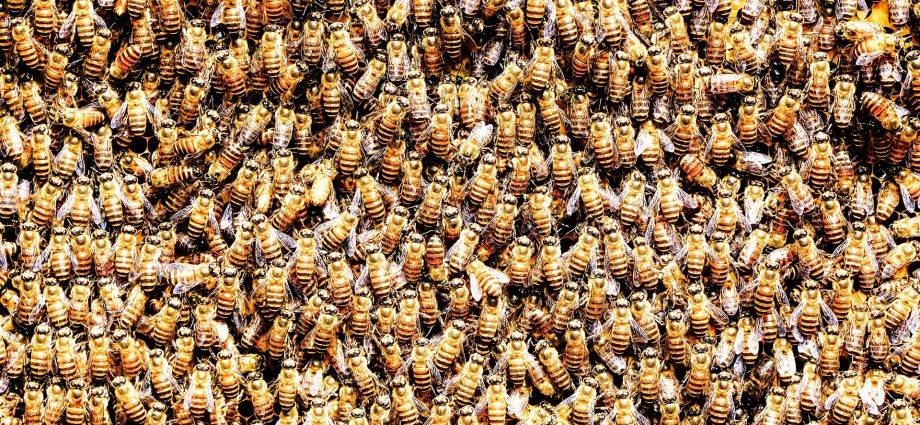 How many bees are in the hive