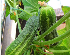 How many days do cucumber seeds germinate?