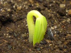 How many days do cucumber seeds germinate?