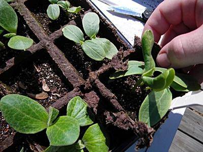 How many days do cucumber seeds germinate?