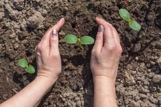 How many days do cucumber seeds germinate?